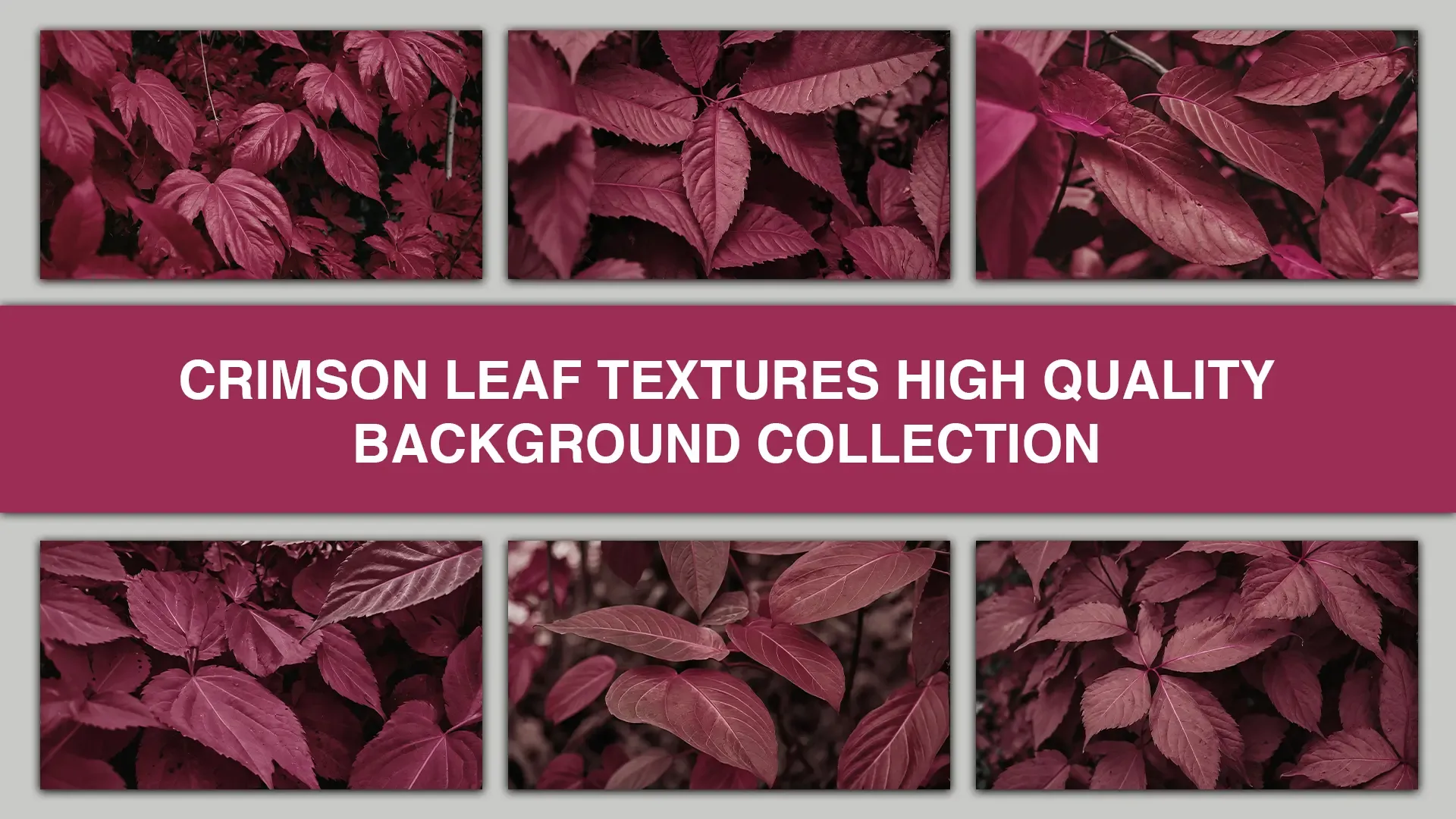 Crimson Leaf Textures High Quality Background Collection